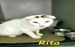 Europeo gatti in regalo: DOLCE RITA💘 a Provincia di Alessandria - Immagine 2
