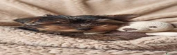 Yorkshire cani in vendita: Yorkshire maschio - Annuncio 3