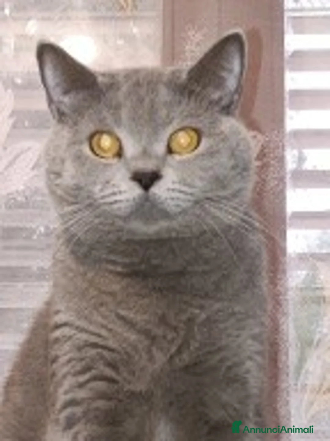 Scottish gatti in vendita: cuccioli di scootish - Annuncio 1