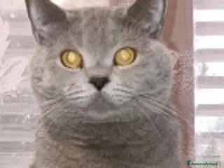 Scottish gatti cuccioli di scootish - Annuncio 2