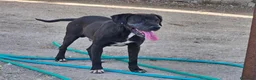 Meticcio cani in regalo: Edoardo: taglia media, equilbrato e socievole  - Annuncio 6
