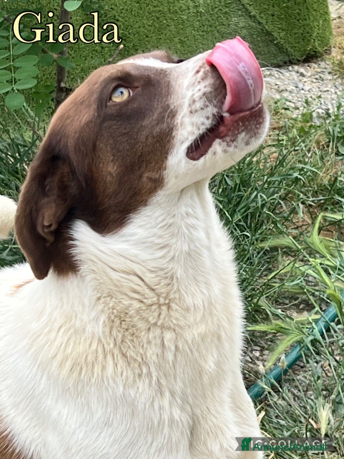 Meticcio cani Giada sogna la libertà - Annuncio 35