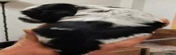 Cocker cani in vendita: Cocker Spaniel Inglese Blu Roano cucciolo  - Annuncio 4