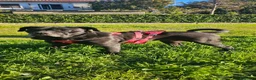 Meticcio cani in regalo: AURELIA - Annuncio 2