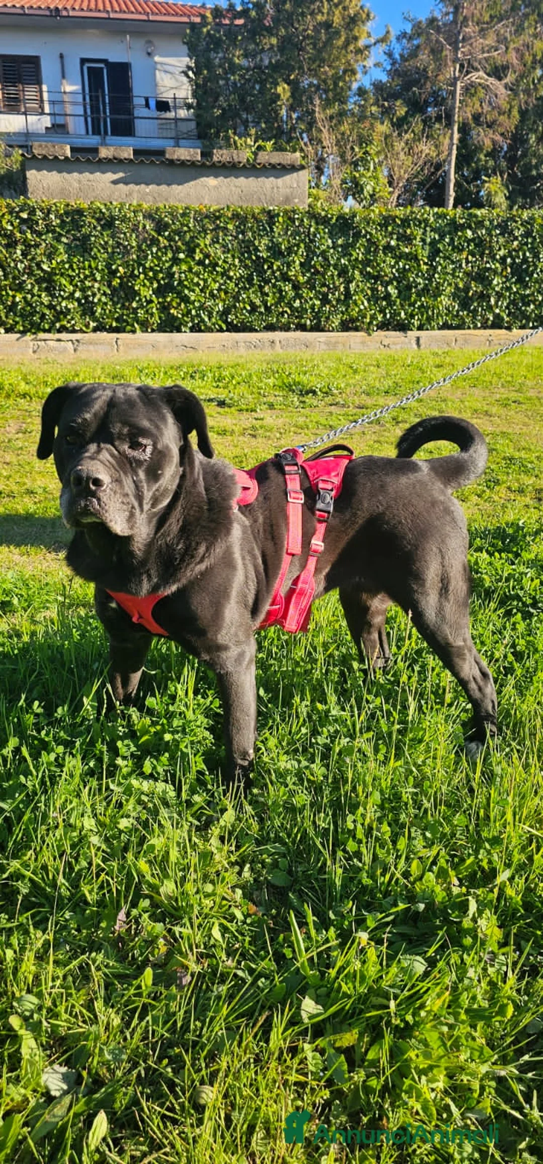 Meticcio cani in regalo: AURELIA - Annuncio 2