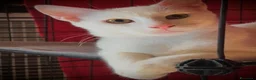 Altre razze gatti in regalo: Nala 5 mesi, femmina - Annuncio 4