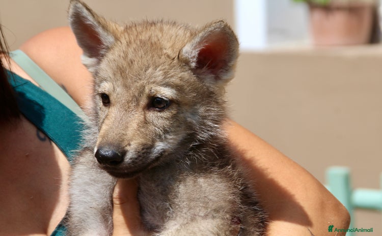 Lupo Cecoslovacco cani a Province of Verona - Annuncio 1