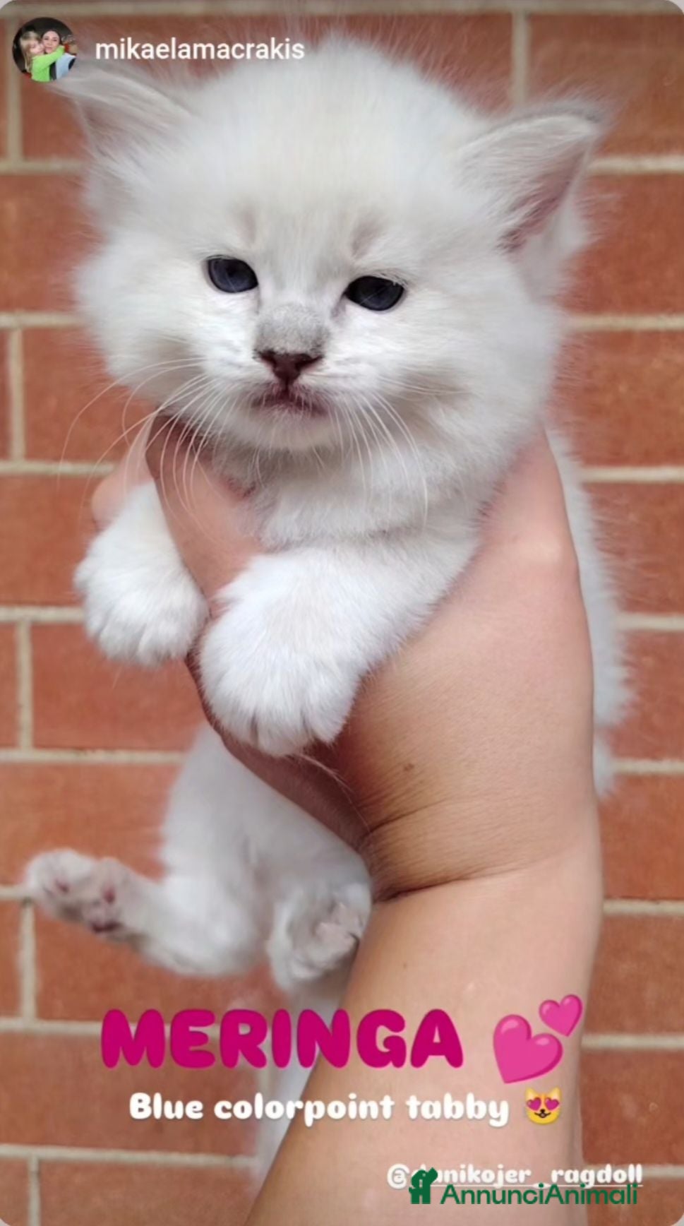 Ragdoll gatti Gattini Ragdoll con pedigree  - Annuncio 9