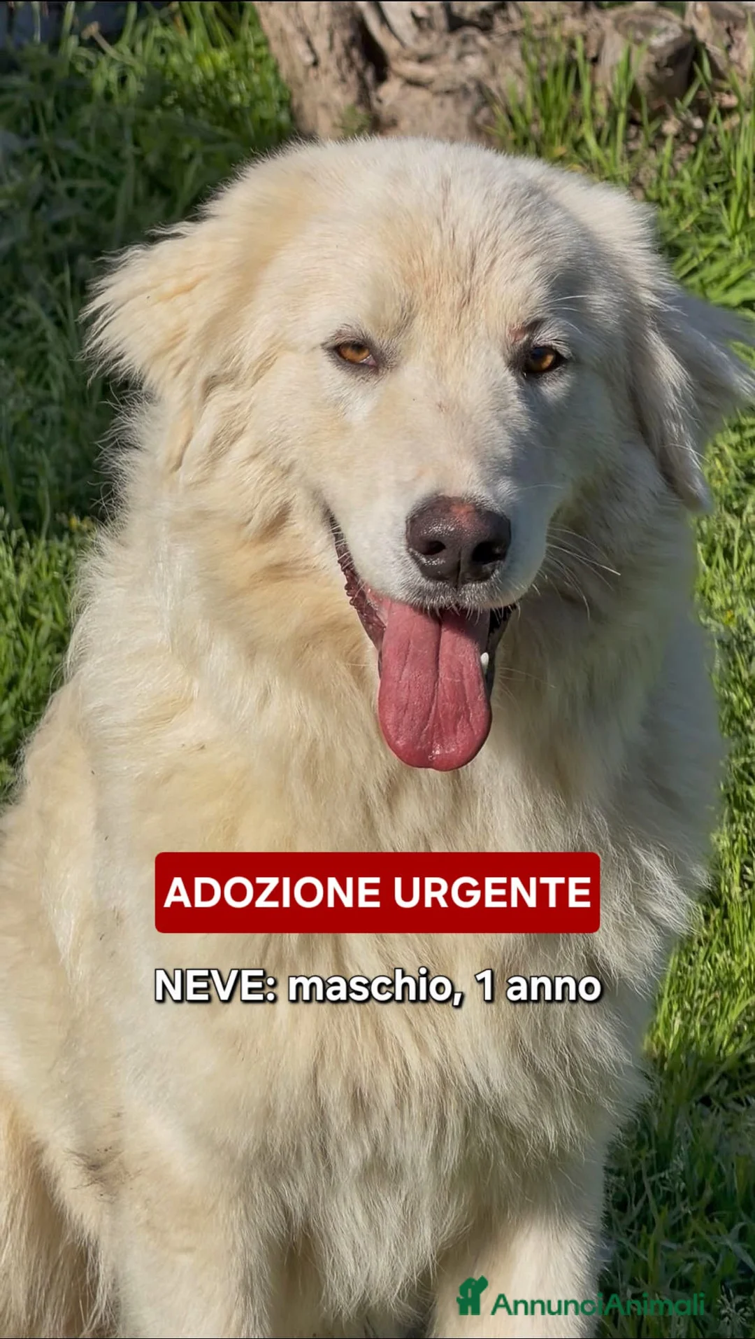 Pastore Maremmano cani in regalo: NEVE 💙-pastore 1 anno, rischia di nuovo la strada a Provincia di Varese - Annuncio 1