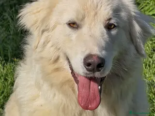 Pastore Maremmano cani NEVE 💙-pastore 1 anno, rischia di nuovo la strada a Provincia di Varese - Annuncio 7