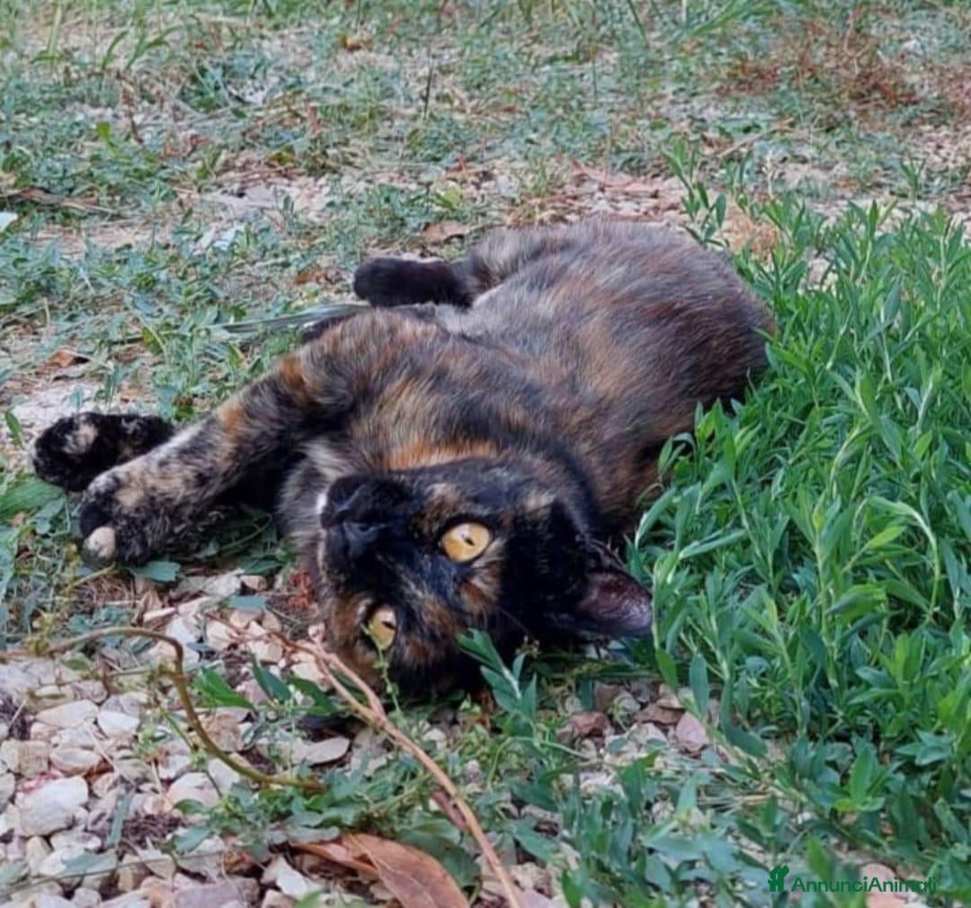 Europeo gatti in regalo: Gattina tartarugata - Annuncio 3