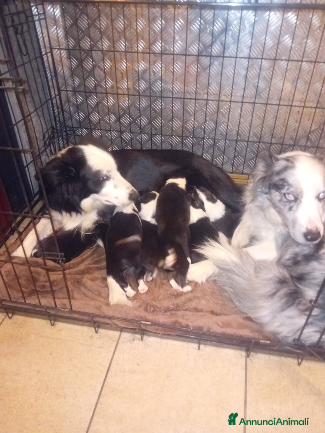 Border Collie cani in vendita: Cuccioli di border collie - Annuncio 4