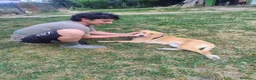 Meticcio cani in regalo: Dolly dolcissima cucciola a Città metropolitana di Milano - Annuncio 6