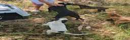 Meticcio cani in regalo: Gennarina: taglia contenuta, dolce e socievole  - Annuncio 3
