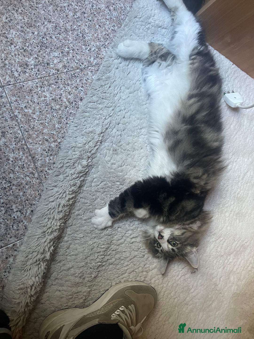 Norvegese gatti in vendita: norvegese delle foreste - Annuncio 4