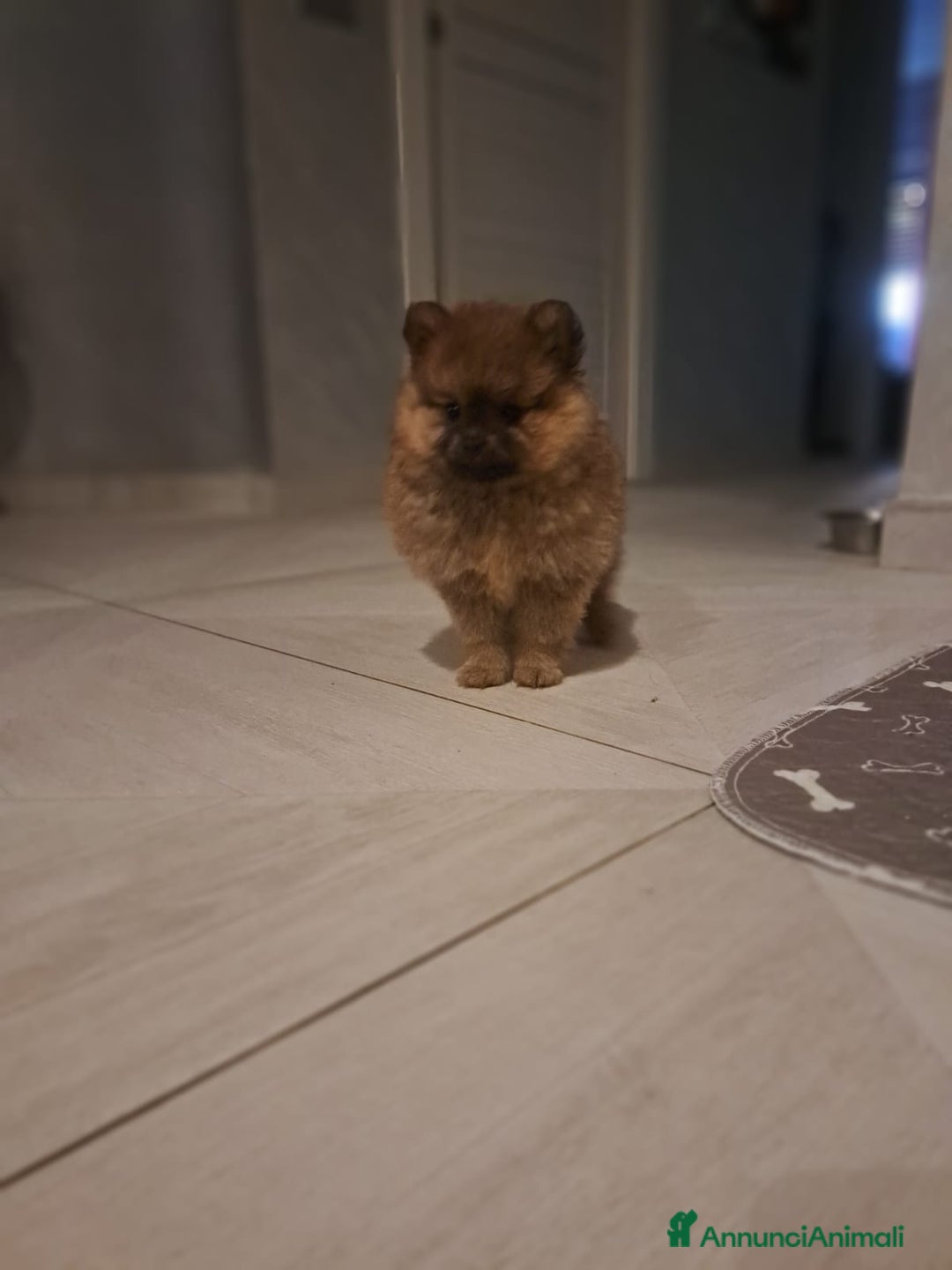Spitz cani in vendita: Spitz pomerania a Città metropolitana di Roma Capitale - Immagine 2