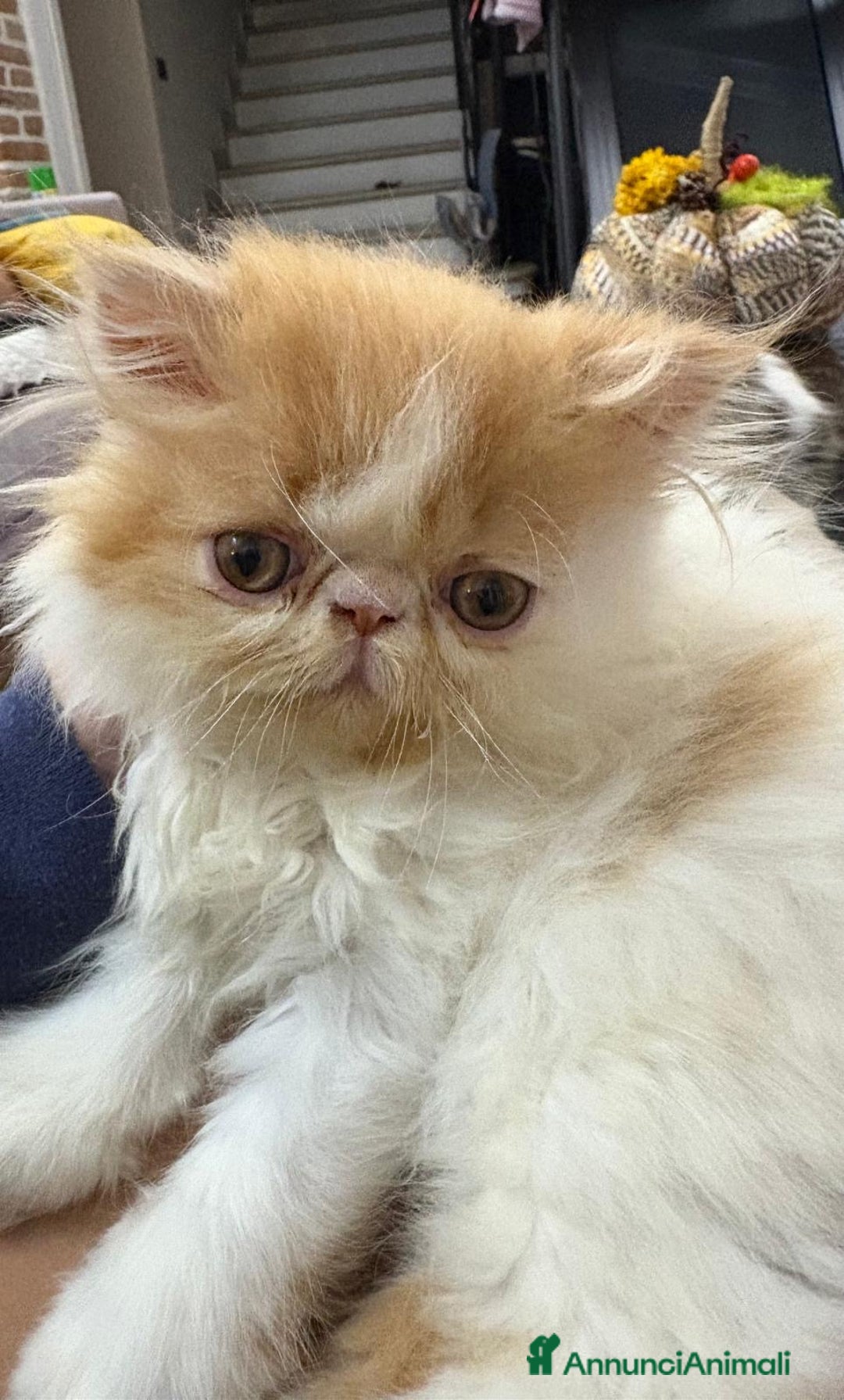 Persiano gatti in vendita: Gattino persiano ipertipico  - Annuncio 3