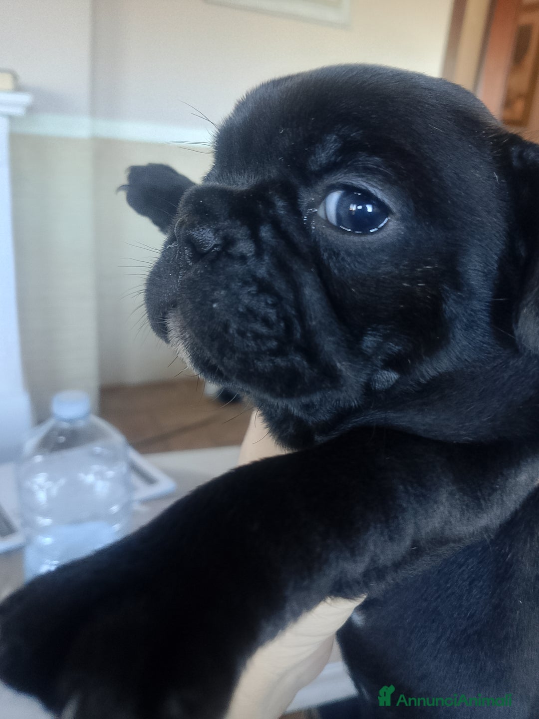 Bulldog Francese cani in vendita: Bulldog francese  - Annuncio 3