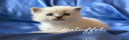 Siberiano gatti in vendita: Cuccioli Gatto Siberiano AFSI WCF, Alta genealogia - Annuncio 18
