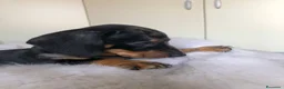 Bassotto cani in vendita: arlecchino silver - Annuncio 3