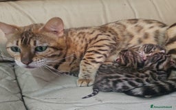 Bengala gatti in vendita: Gatto bengala  a Città metropolitana di Roma Capitale - Immagine 8