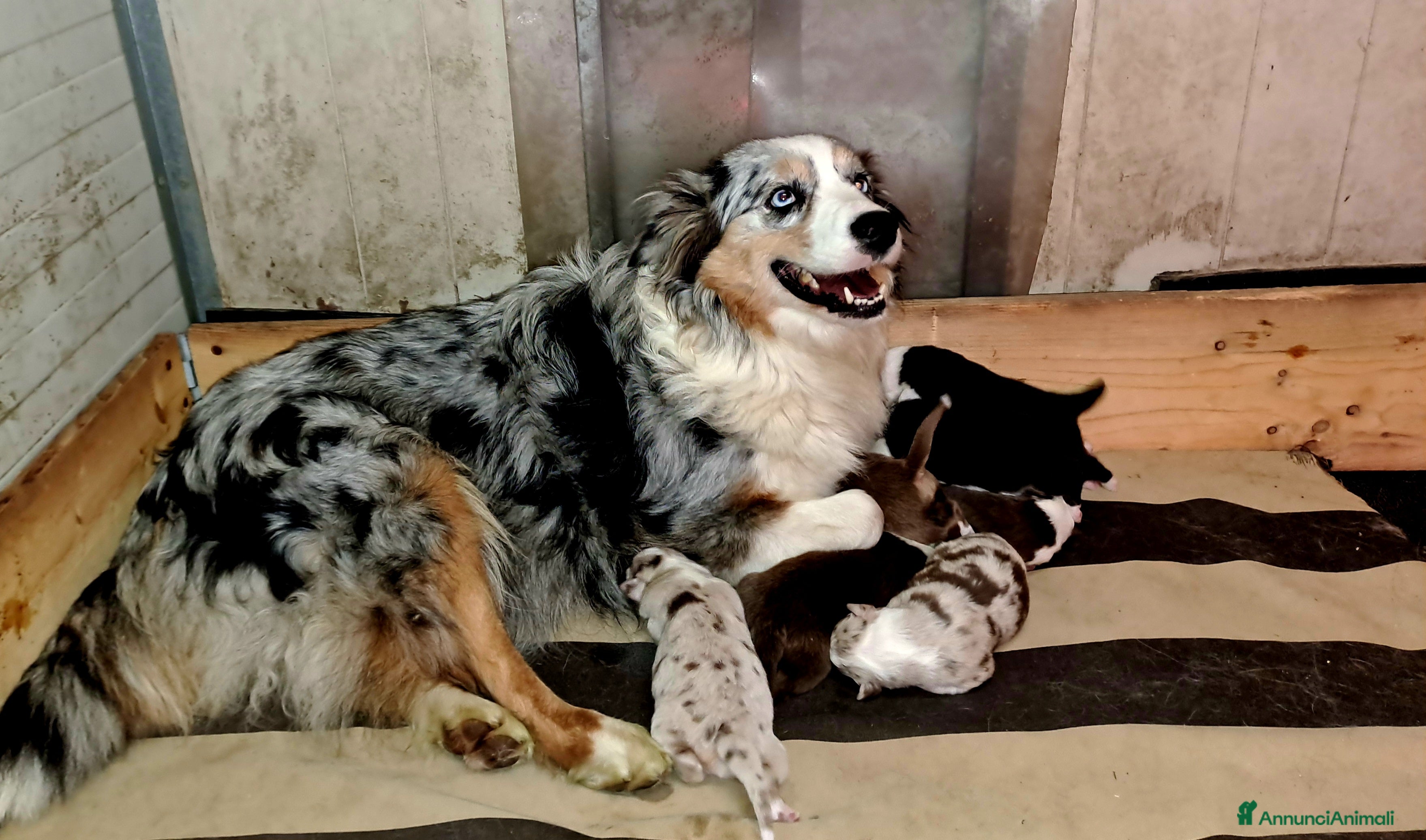 Australian Shepherd cani Pastore australiano - Annuncio 27