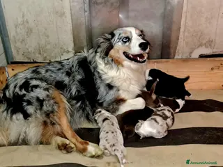 Australian Shepherd cani Pastore australiano - Annuncio 1