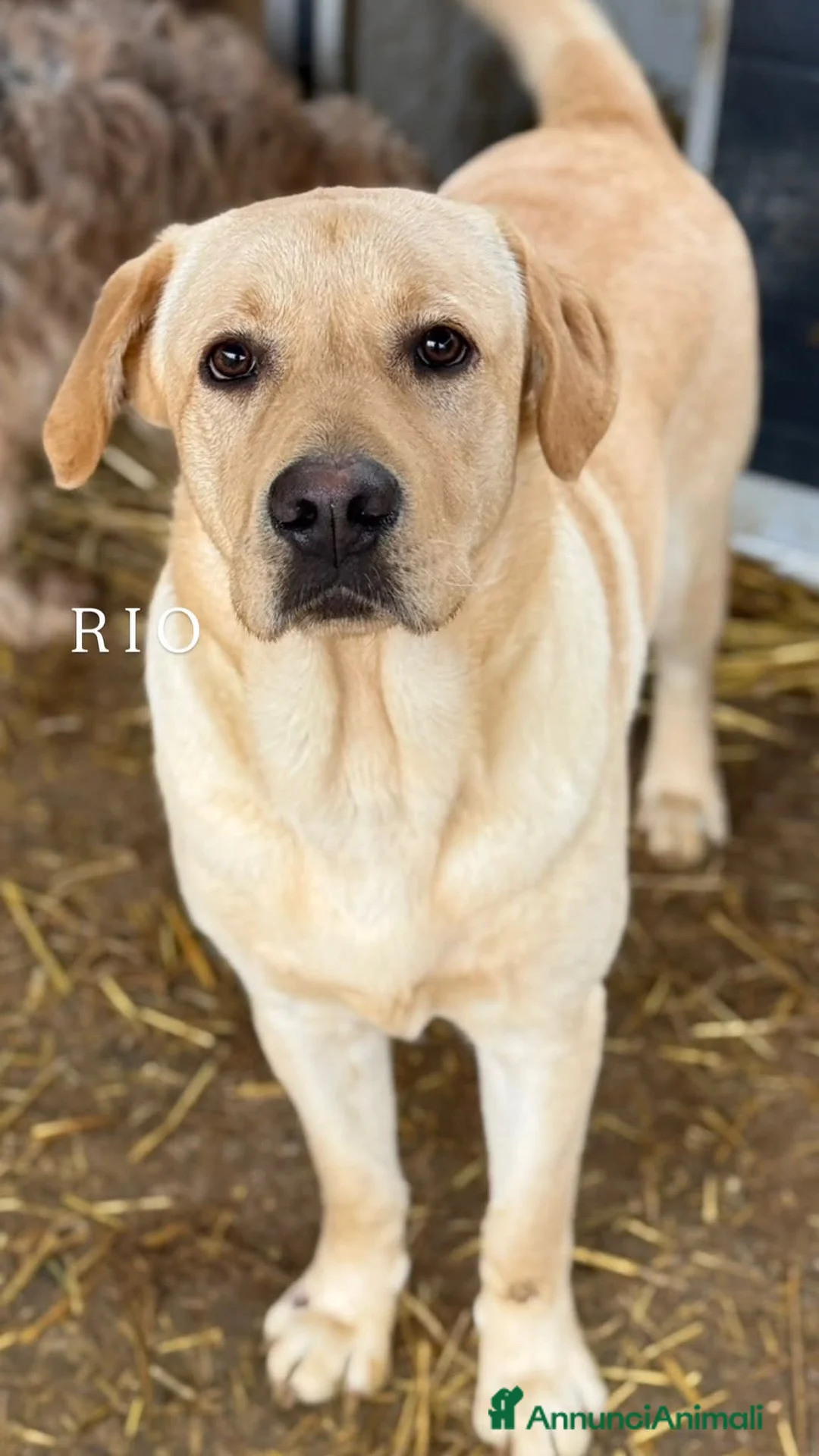 Labrador cani in regalo: RIO, stupendo mix LABRADOR dolcissimo! - Annuncio 2