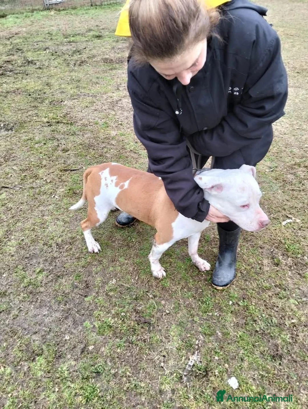 Meticcio cani in regalo: KING 💙 - adozione del cuore URGENTE. 😢 - Annuncio 2