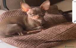 Chihuahua cani in vendita: Chihuahua femminucce  - Immagine 3