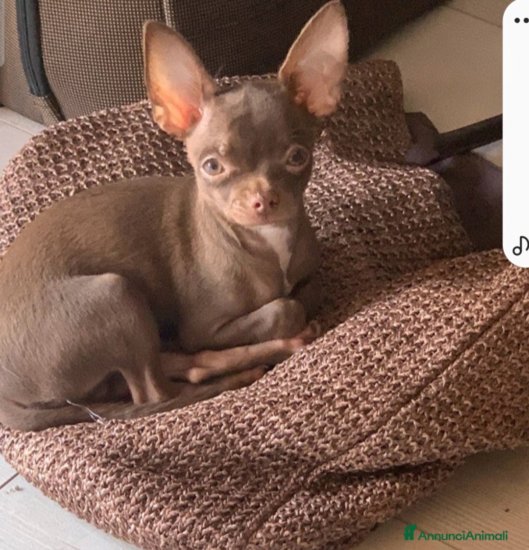 Chihuahua cani in vendita: Chihuahua femminucce  - Immagine 3