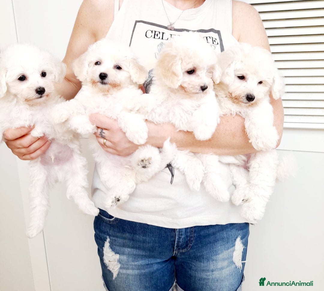 Bichon cani in vendita: Bichon a pòil frisè a Magenta - Annuncio 1