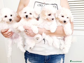 Bichon cani Bichon a pòil frisè a Magenta - Annuncio 5