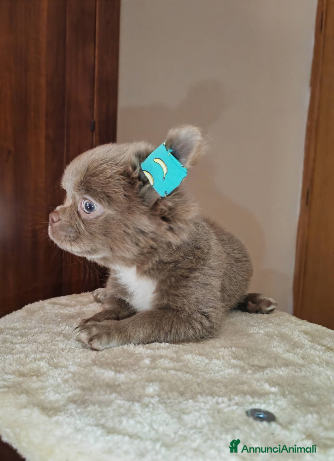Chihuahua cani chihuahua lilac pelo lungo  - Annuncio 1