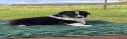 Australian Shepherd cani in vendita: Cuccioli Australian Shepherd - Annuncio 3
