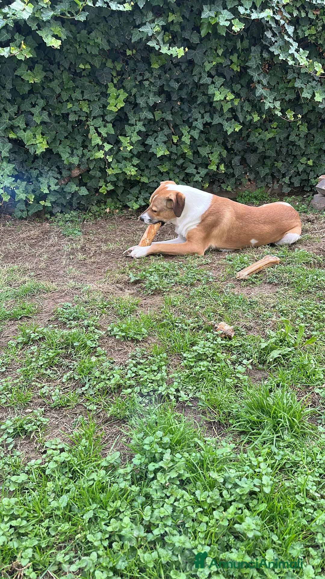 Meticcio cani in vendita: Cucciolo di taglia media microchip anni 1 - Annuncio 2