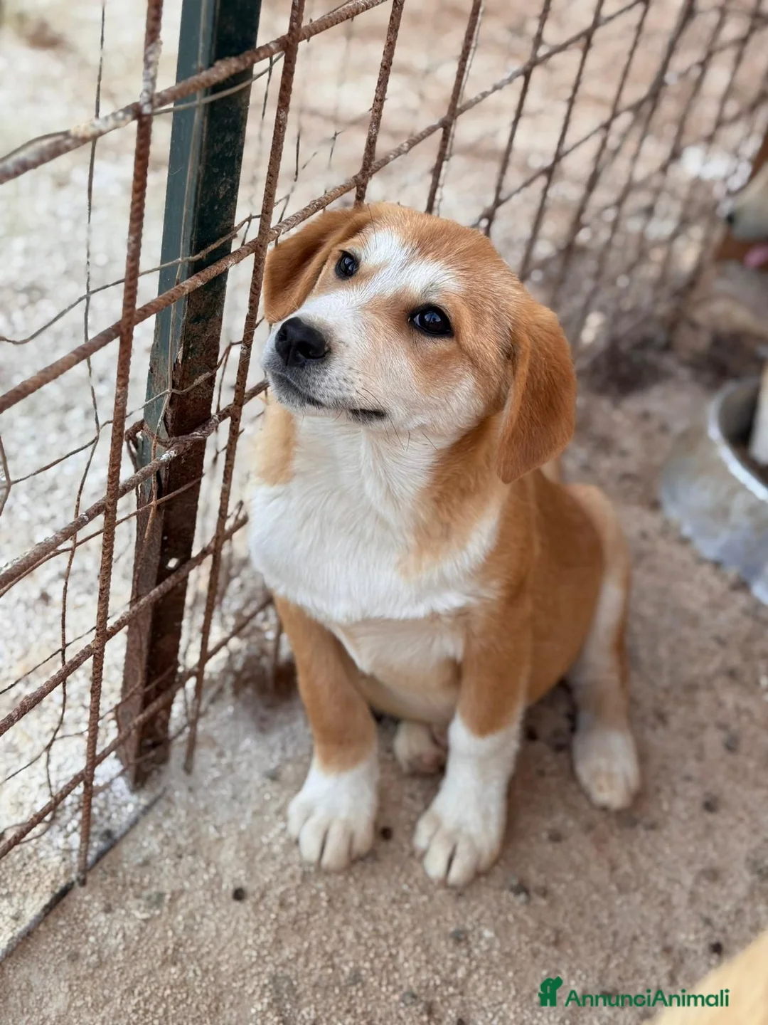 Meticcio cani in regalo: BOREK,BERRY,BARNEY,BAMBIBRUNOBOWIEBOLtBELENBEVERLY - Annuncio 2