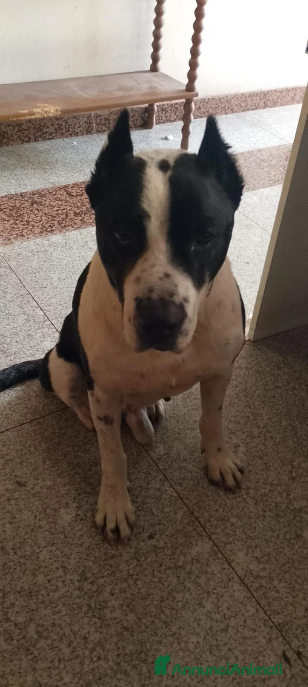 Pitbull cani in regalo: Ricky il cagnolone che riempie di baci  - Annuncio 1