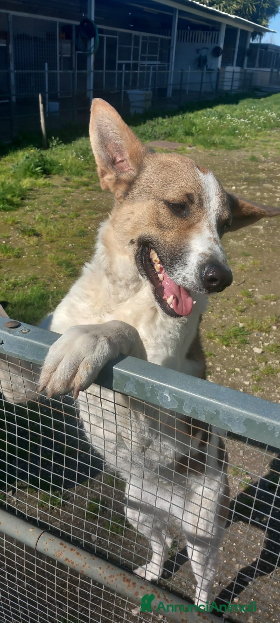 Meticcio cani in regalo: Bianca, simil pastorina!  - Annuncio 3