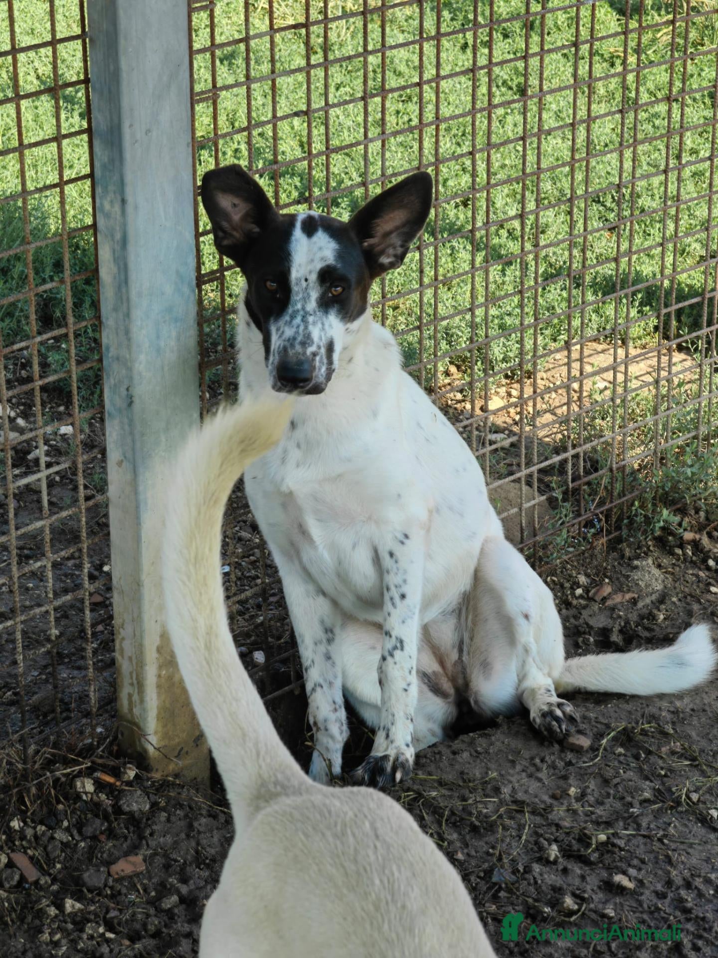 Meticcio cani Jessica: cucciolona taglia media socievole  - Annuncio 2