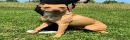 Meticcio cani in regalo: CARLETTO CERCA CASA - Annuncio 3