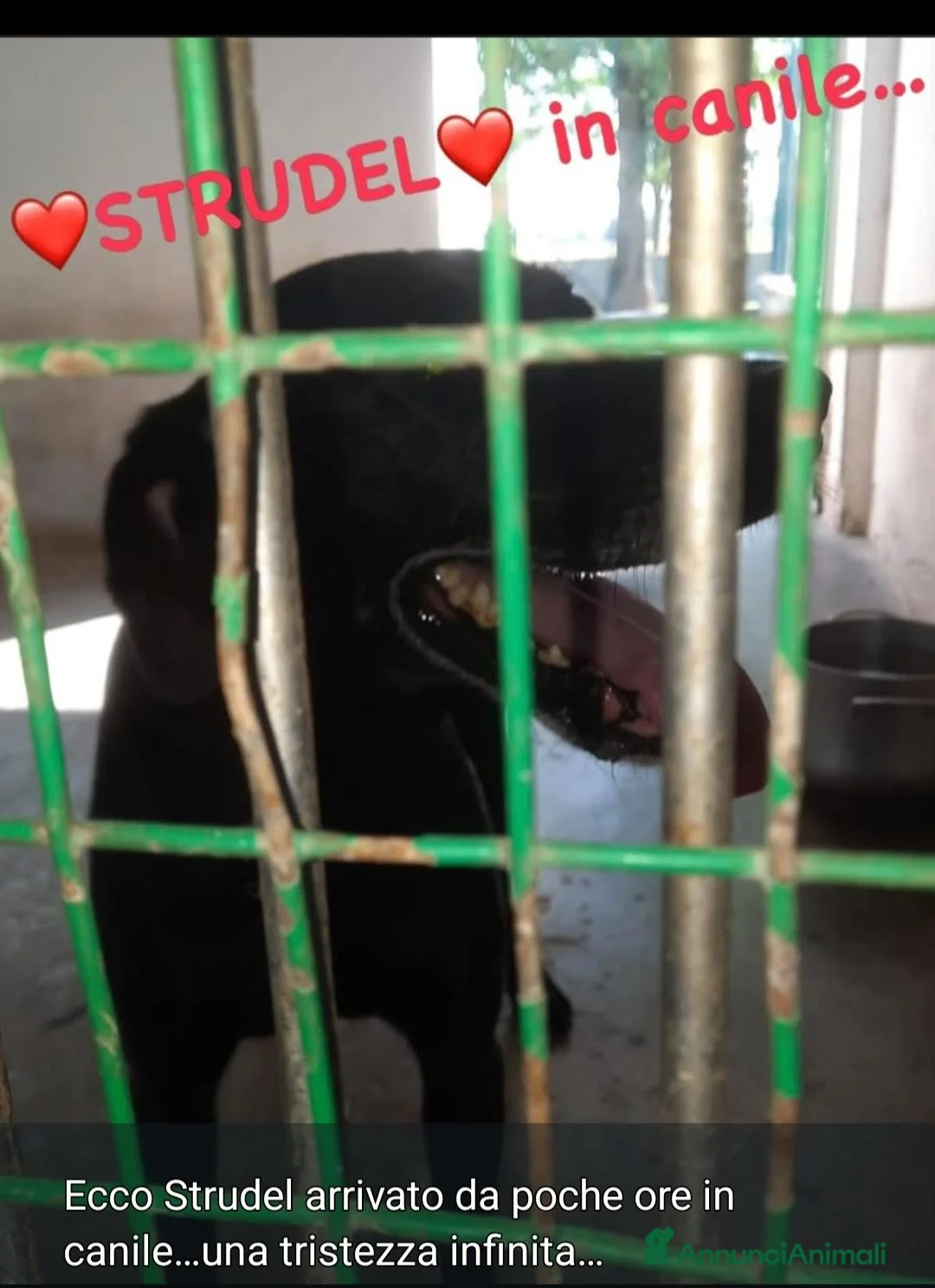 Meticcio cani in regalo: Strudel 8anni,nero,tg media finito in CANILE! AL - Annuncio 3