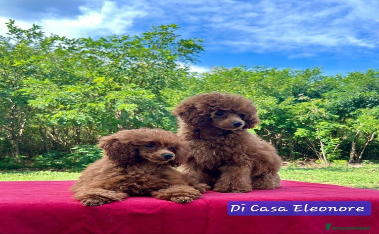 Barboncino Toy cani a Provincia di Novara - Annuncio 8