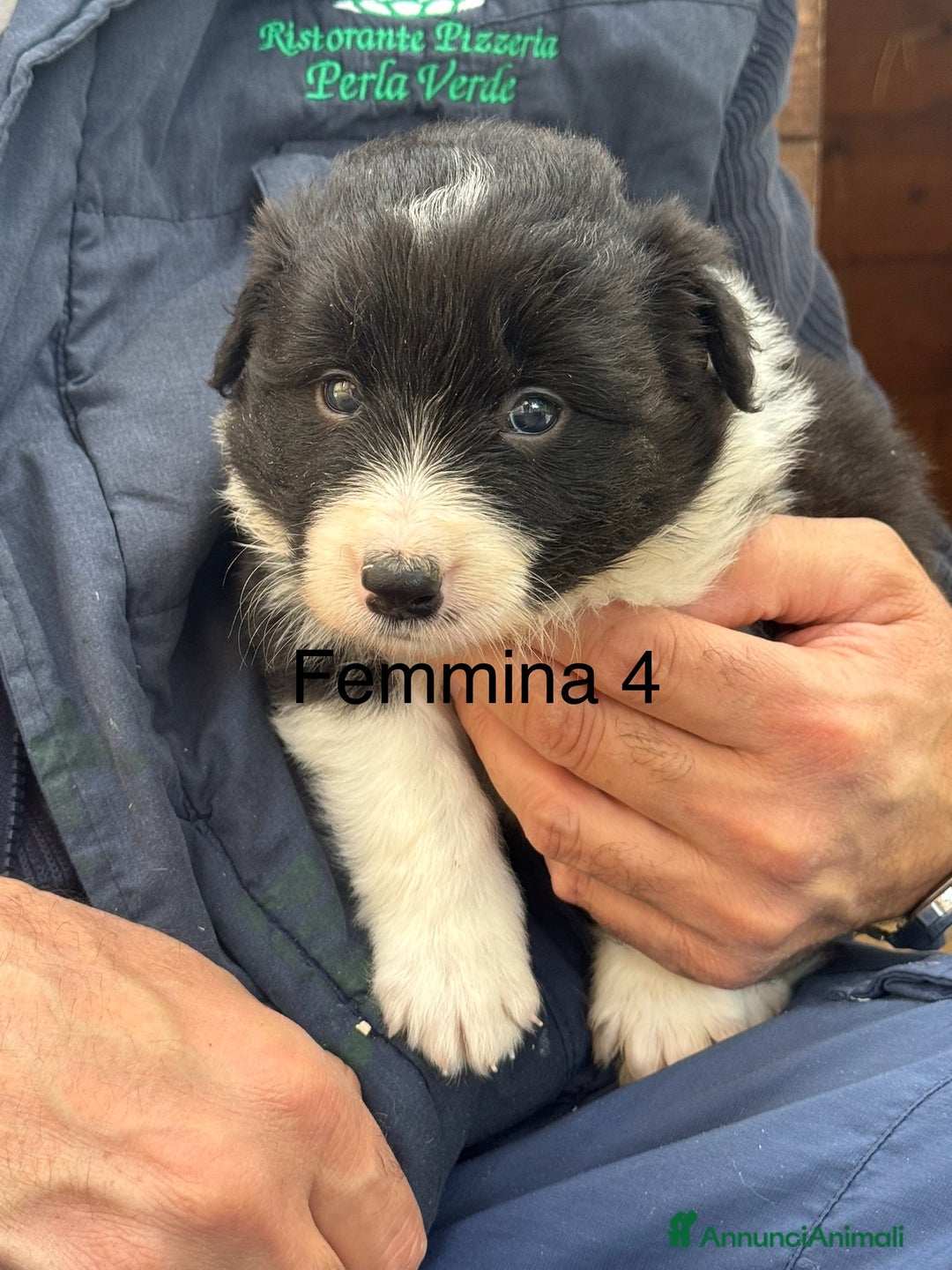 Border Collie cani in vendita: Border Collie con pedigree - Annuncio 3