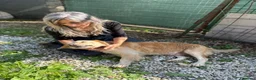 Meticcio cani in regalo: Oscar, la dolcezza in una palla di pelo - Annuncio 14