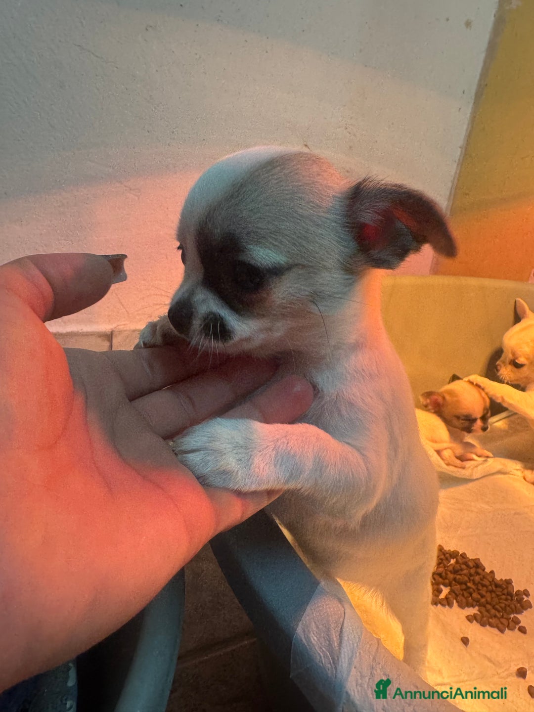 Chihuahua cani in vendita: Cucciole di chihuahua - Annuncio 8