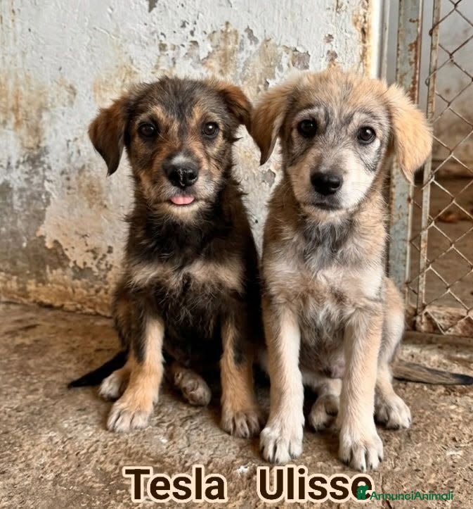 Meticcio cani Tesla, Ulisse, Jimi e Dolcezza - Annuncio 27
