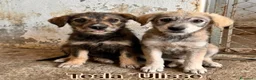 Meticcio cani in regalo: Tesla, Ulisse, Jimi e Dolcezza - Annuncio 1