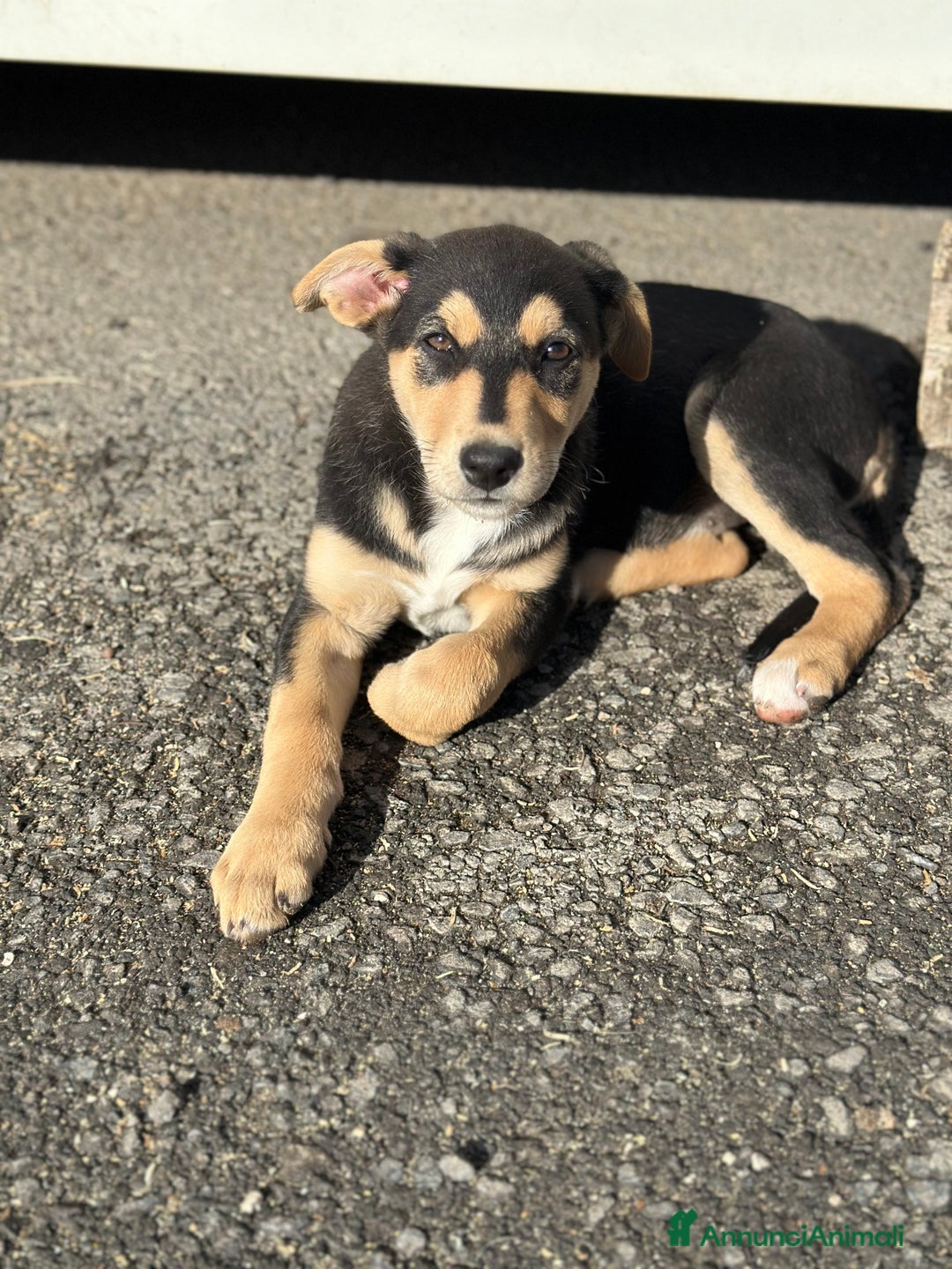 Altre razze cani in regalo: CUCCIOLI IN CERCA DI ADOZIONE - Annuncio 12