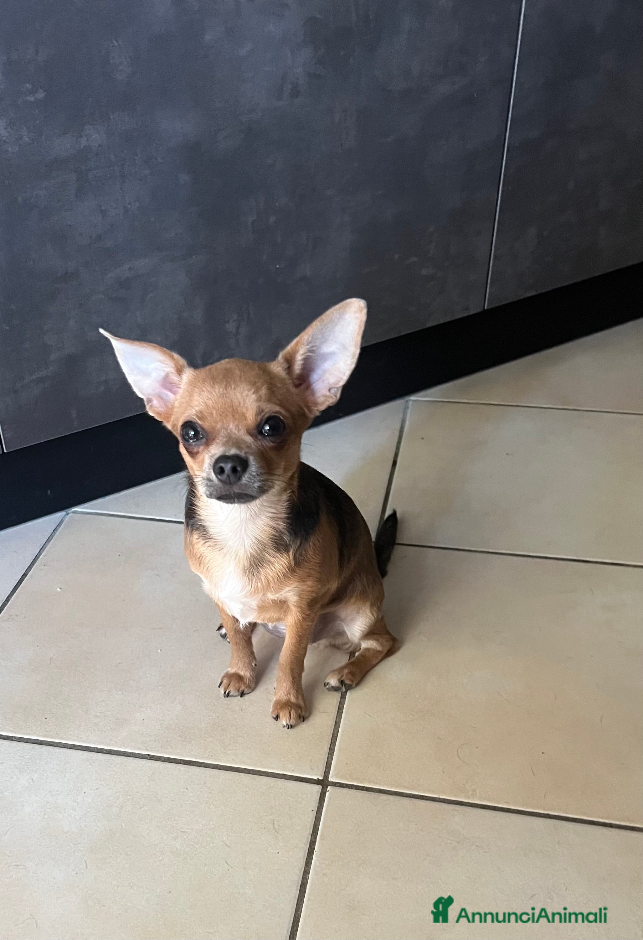 Chihuahua cani Femmina pedigree colore fulvo - Annuncio 2